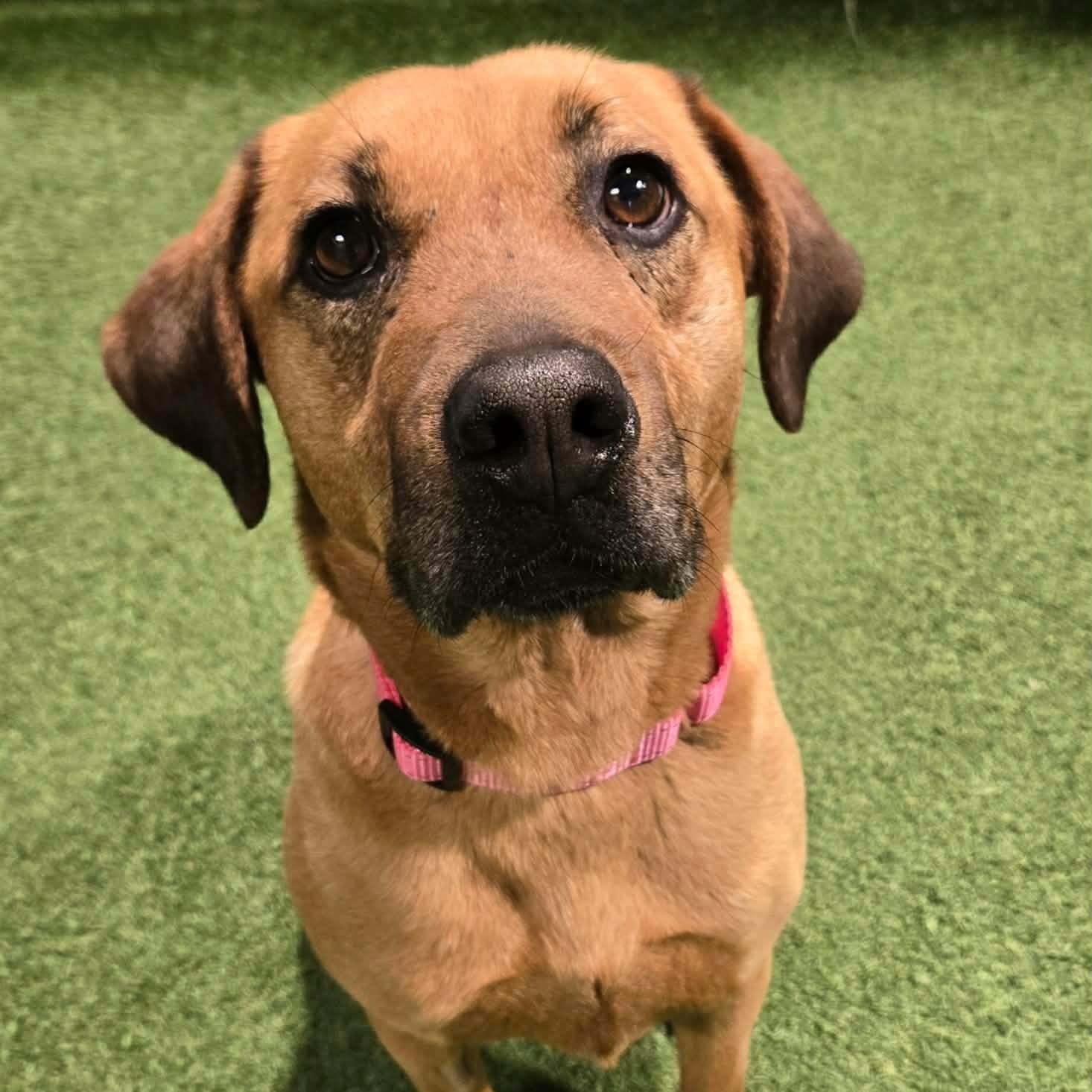 Cleo Jean, a ADOPTABLE Mixed Breed in Racine, WI image 2/3