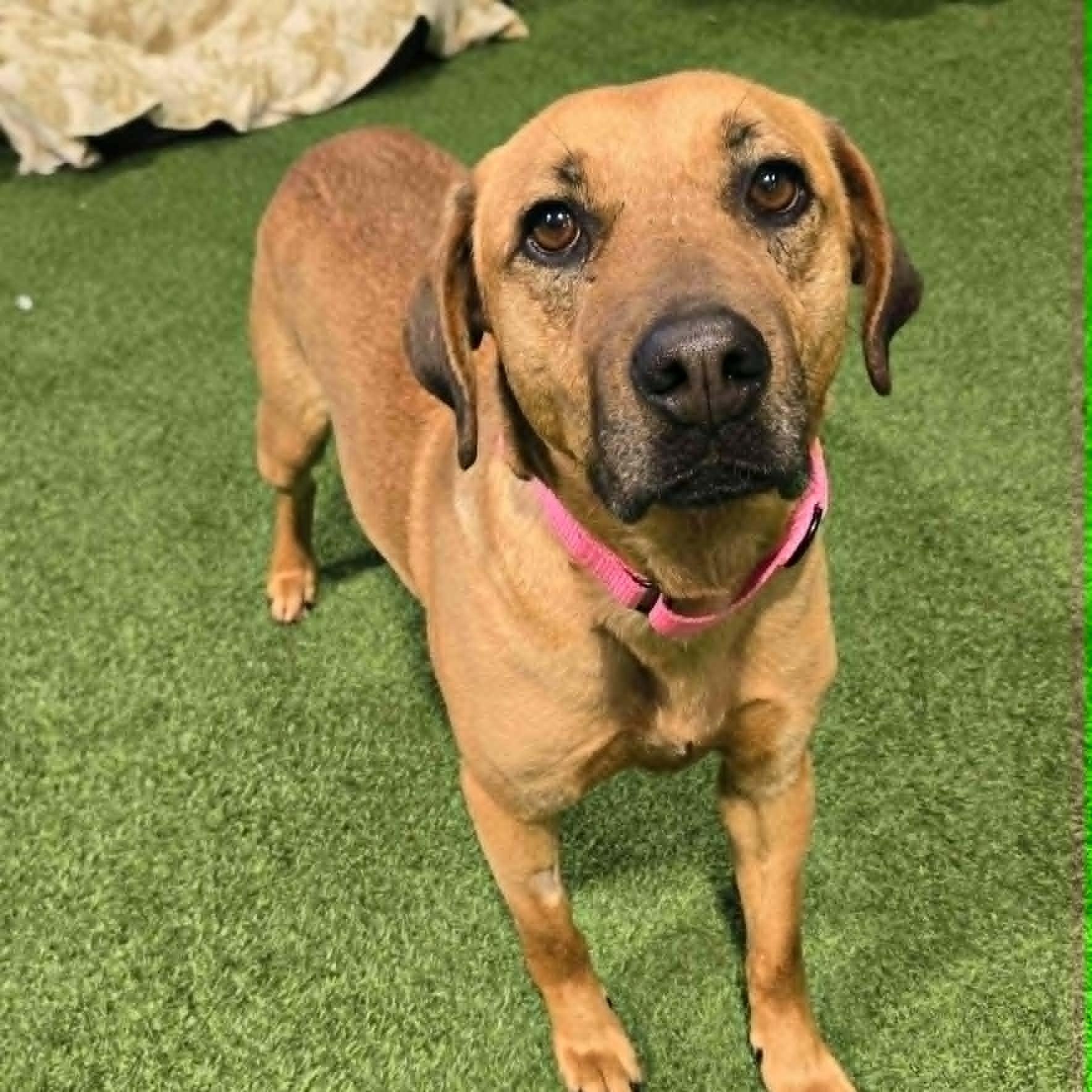 Cleo Jean, ADOPTABLE, Adult Female Mixed Breed.