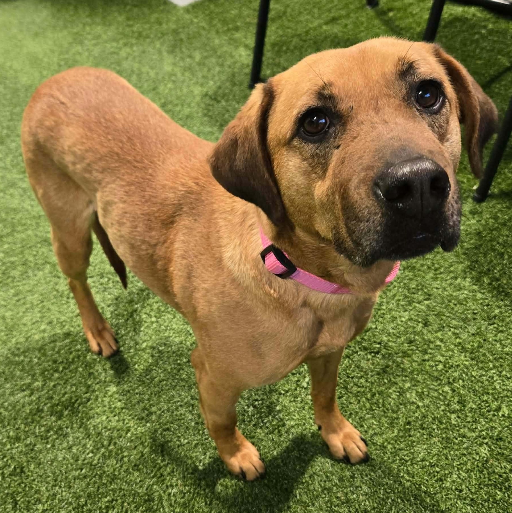 Cleo Jean, a ADOPTABLE Mixed Breed in Racine, WI image 3/3
