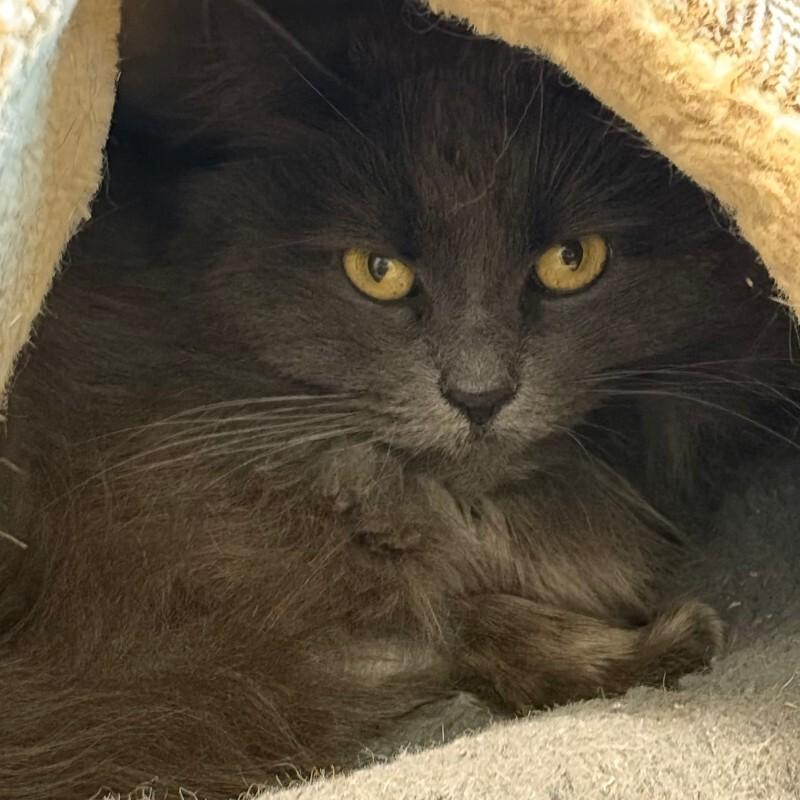 Ganesha, Adoptable, Adult Female Domestic Medium Hair.