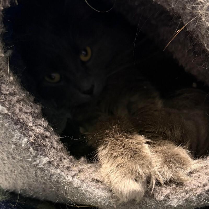 Ganesha, a Adoptable Domestic Medium Hair in Fort Collins, CO image 2/6