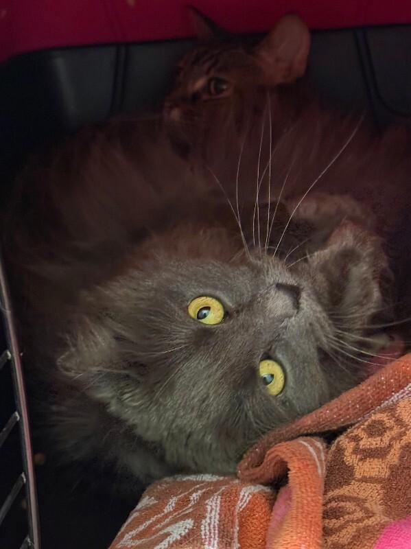 Ganesha, a Adoptable Domestic Medium Hair in Fort Collins, CO image 3/6