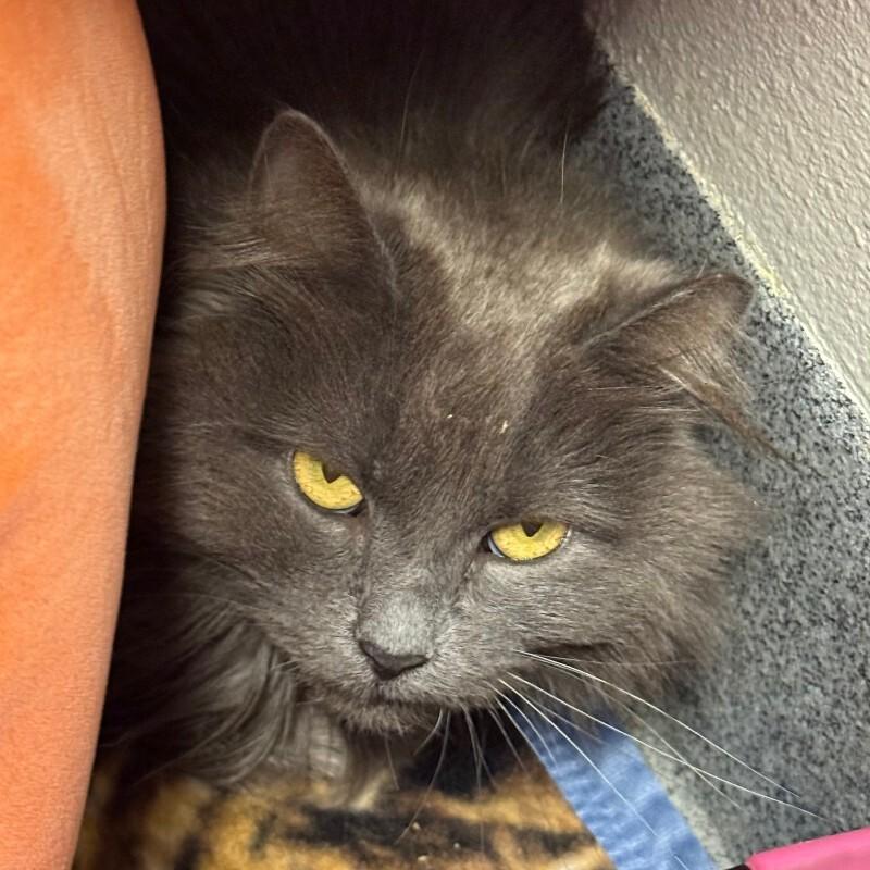 Ganesha, a Adoptable Domestic Medium Hair in Fort Collins, CO image 4/6
