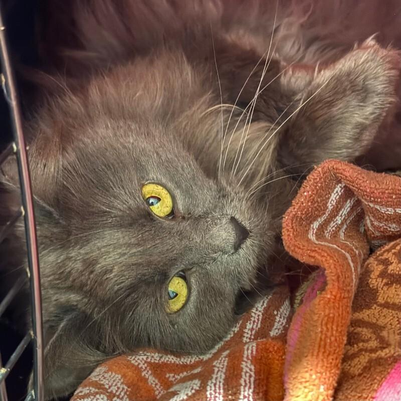 Ganesha, a Adoptable Domestic Medium Hair in Fort Collins, CO image 5/6