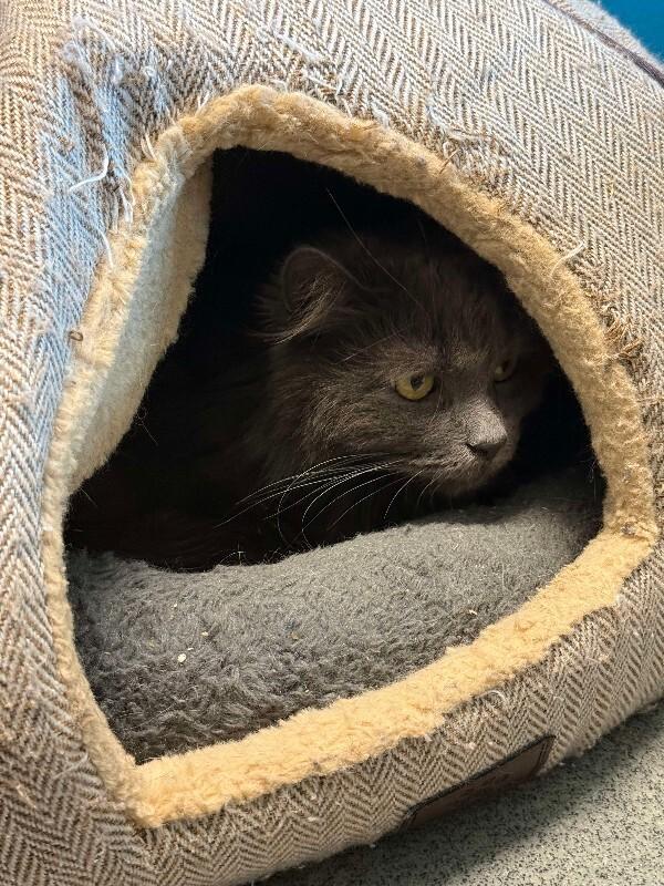 Ganesha, a Adoptable Domestic Medium Hair in Fort Collins, CO image 6/6