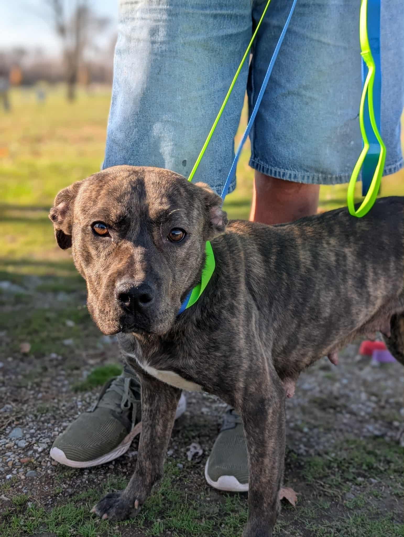 Harper , ADOPTABLE, Adult Female Pit Bull Terrier.