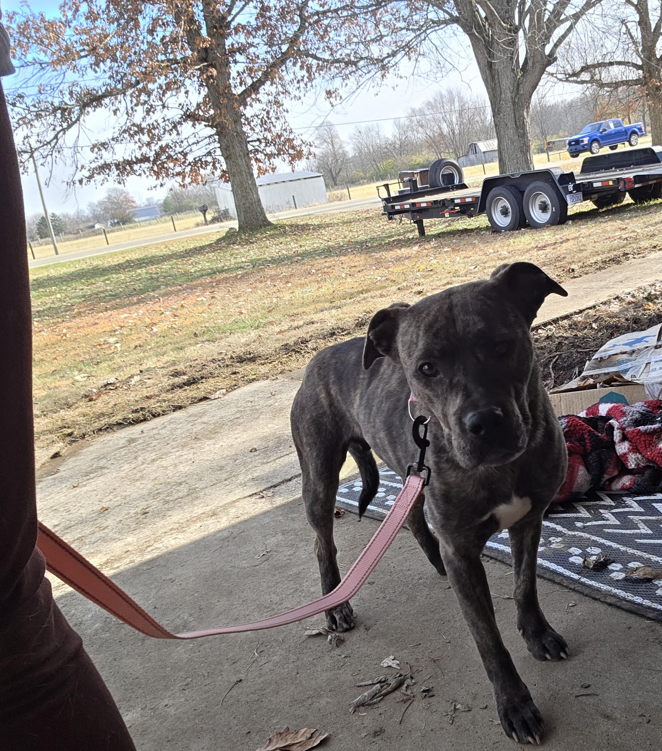 Enlarge Harper , a ADOPTABLE Pit Bull Terrier in Camden, OH image 2/2