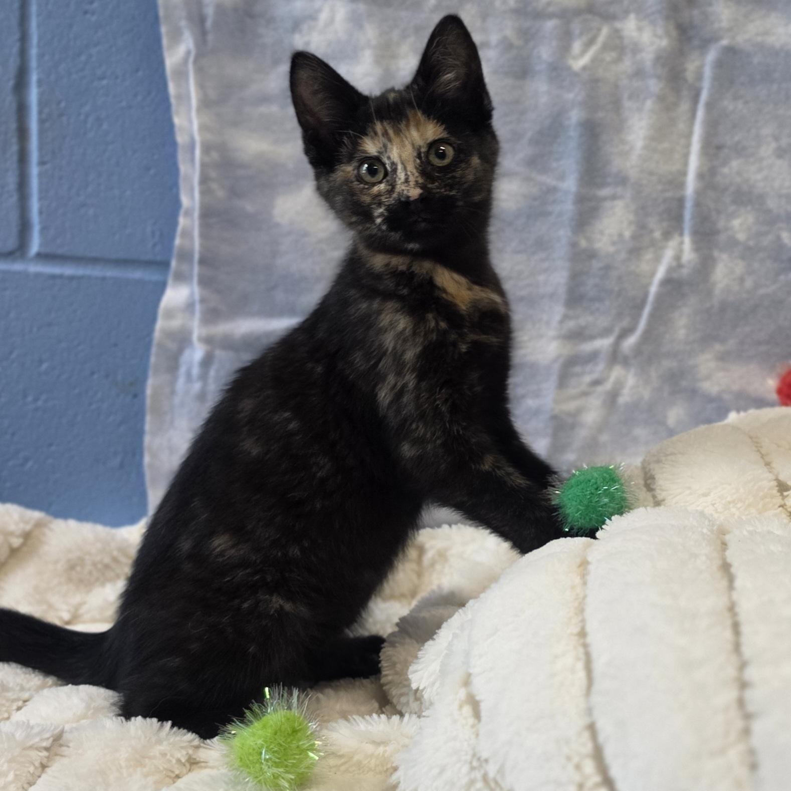 Junebug, adopted, Kitten Female Domestic Short Hair.