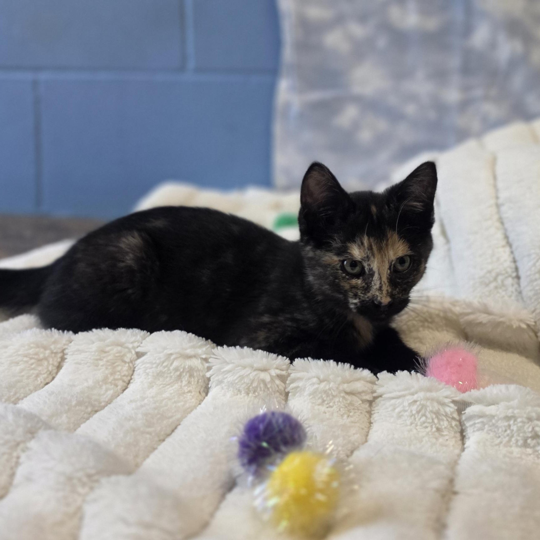Junebug, an adopted Domestic Short Hair in Lowell, AR image 2/5