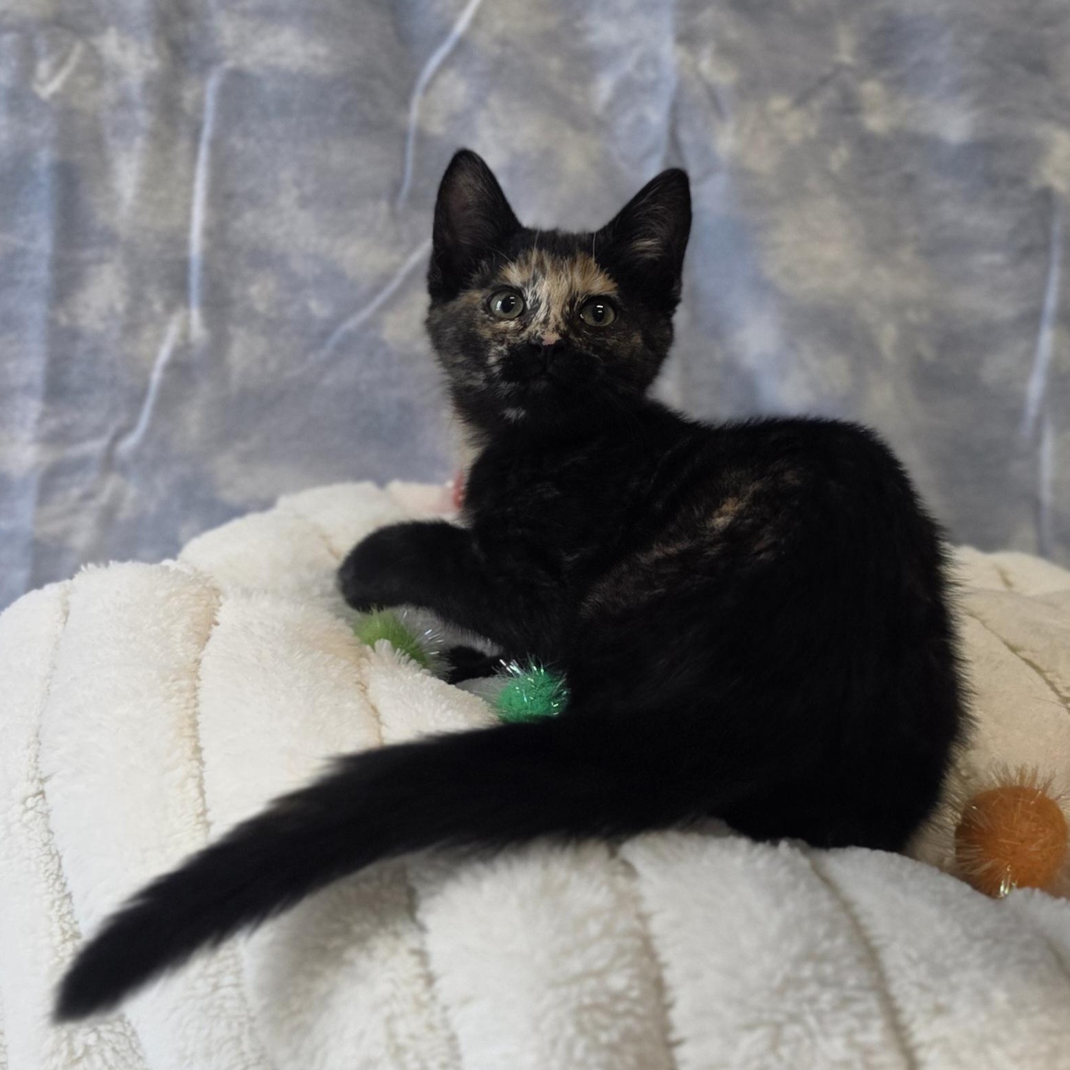 Junebug, an adopted Domestic Short Hair in Lowell, AR image 3/5