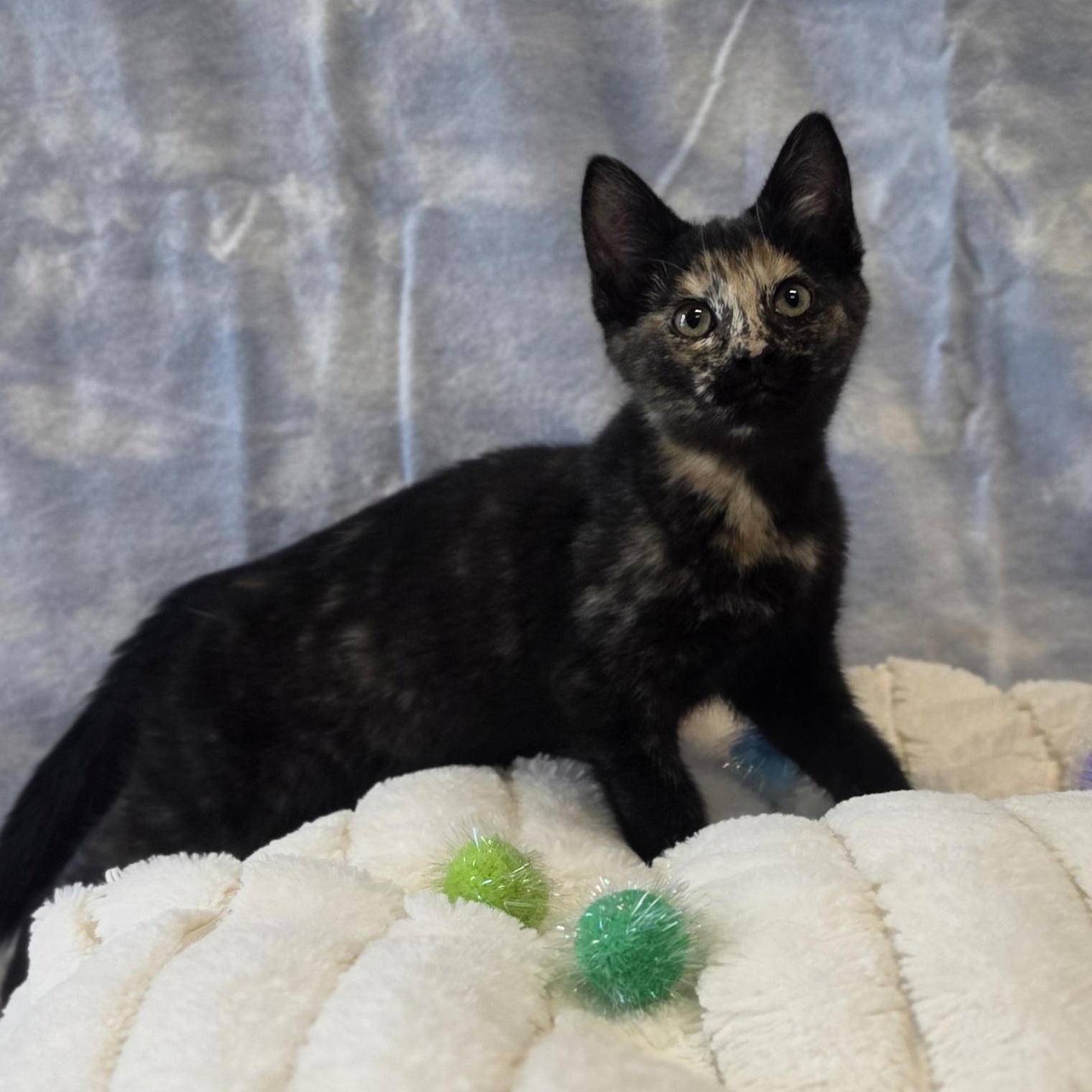 Junebug, an adopted Domestic Short Hair in Lowell, AR image 5/5