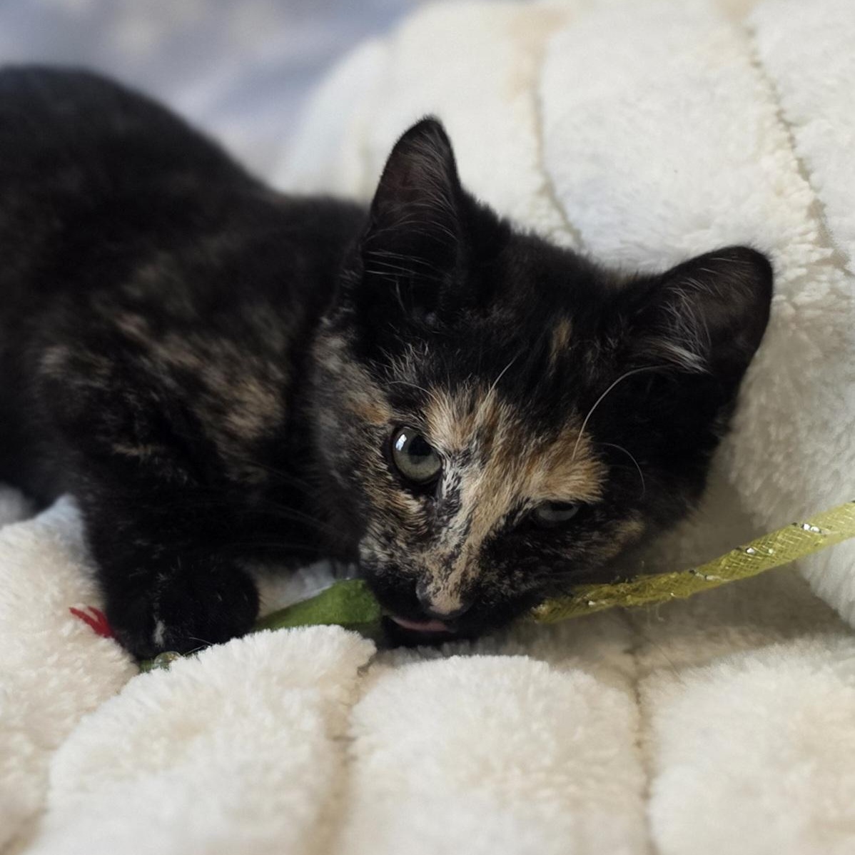 Junebug, an adopted Domestic Short Hair in Lowell, AR image 4/5