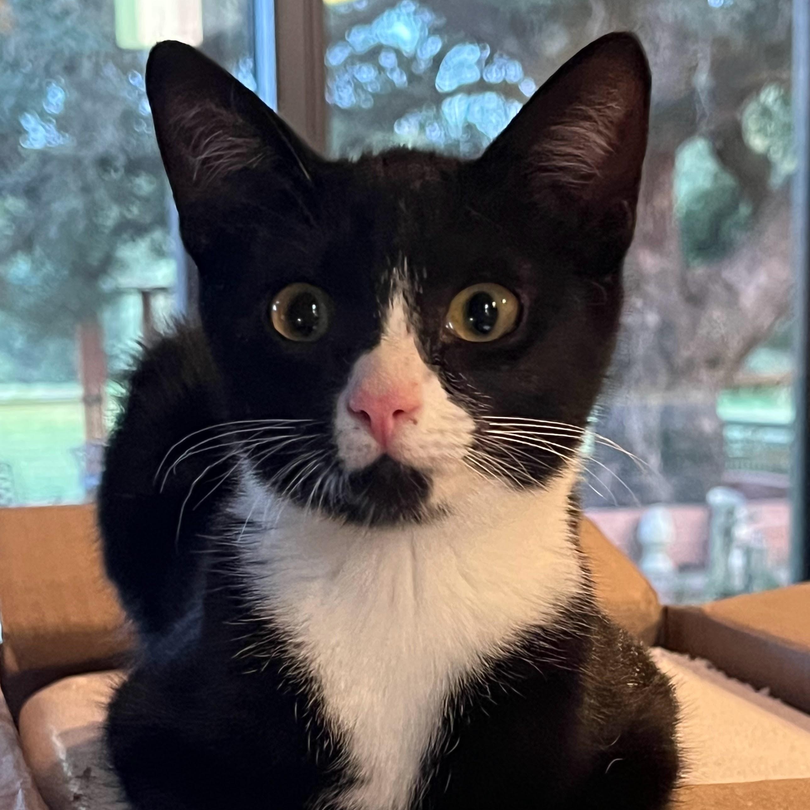 Enlarge Cosette, a Adoptable Tuxedo in Goliad, TX image 1/1