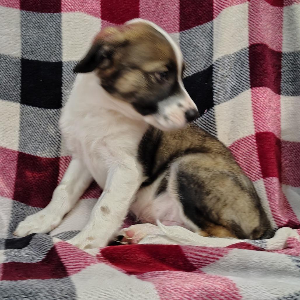 Enlarge Graham Puppy2, a Adoptable mixed breed in Coos Bay, OR image 1/4