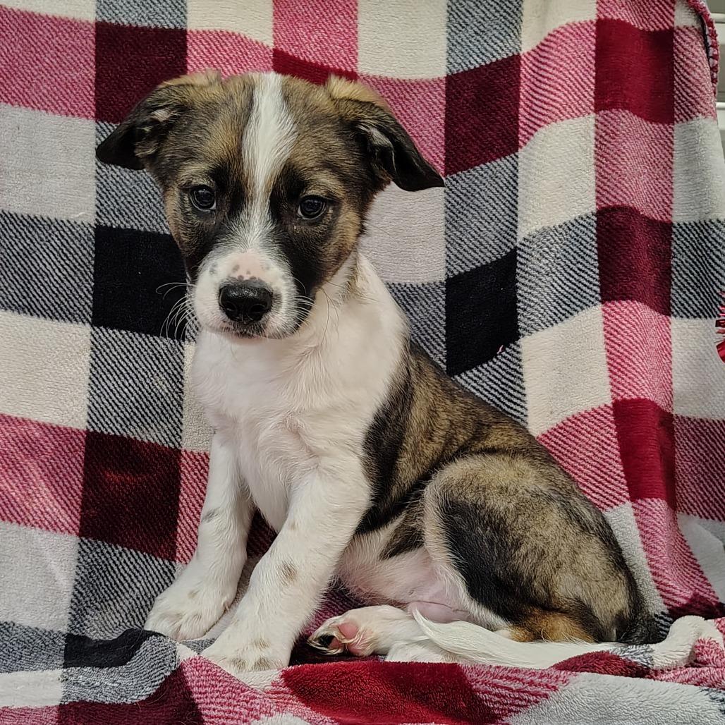 Enlarge Graham Puppy2, a Adoptable mixed breed in Coos Bay, OR image 2/4