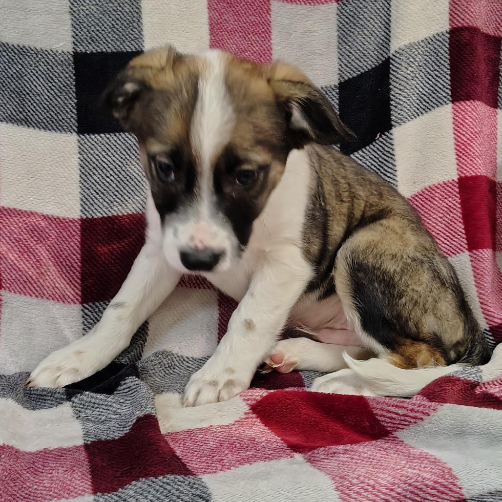 Enlarge Graham Puppy2, a Adoptable mixed breed in Coos Bay, OR image 3/4