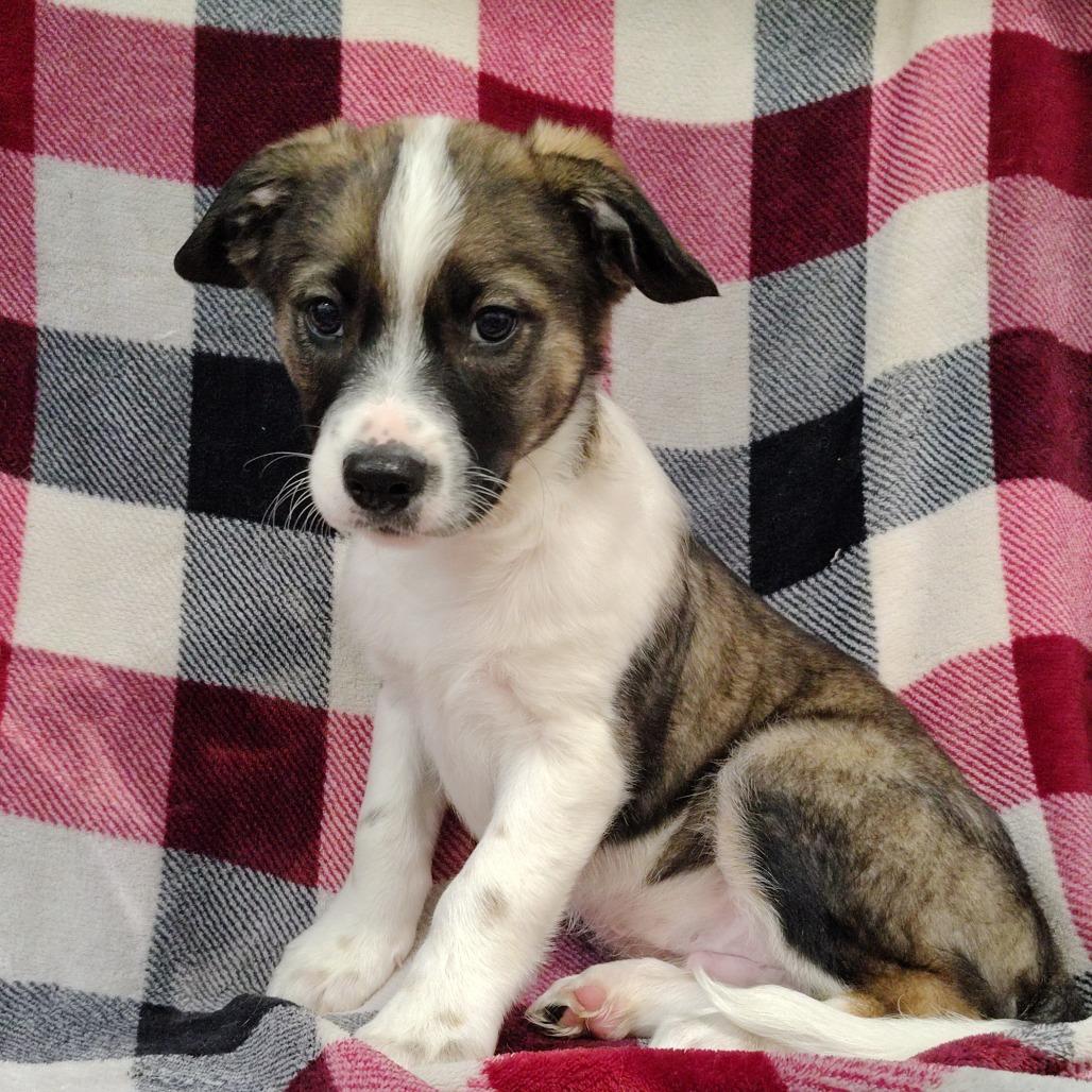 Enlarge Graham Puppy2, a Adoptable mixed breed in Coos Bay, OR image 4/4