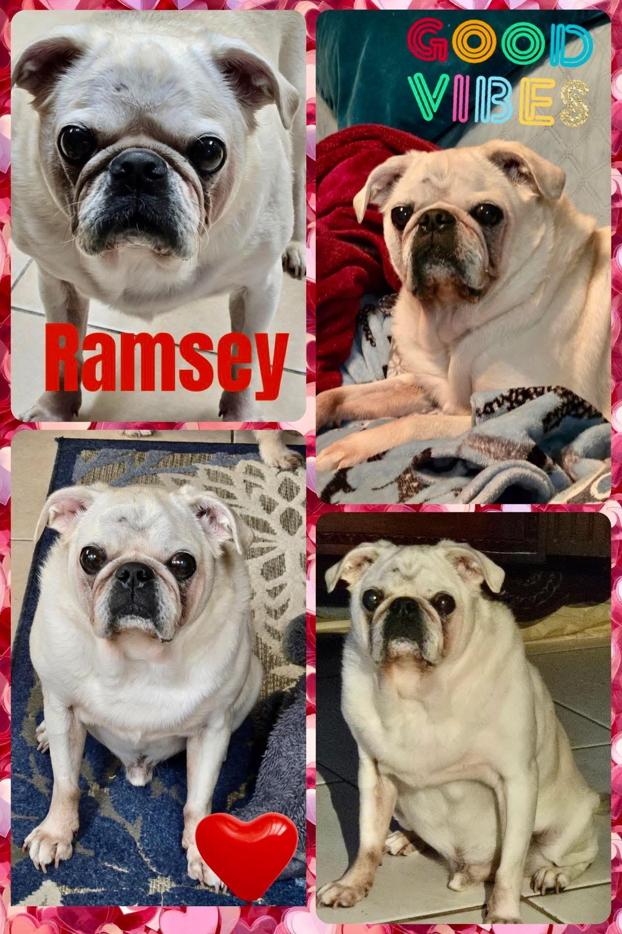 Enlarge Ramsey, a Adoptable Pug in Miami, FL image 1/1