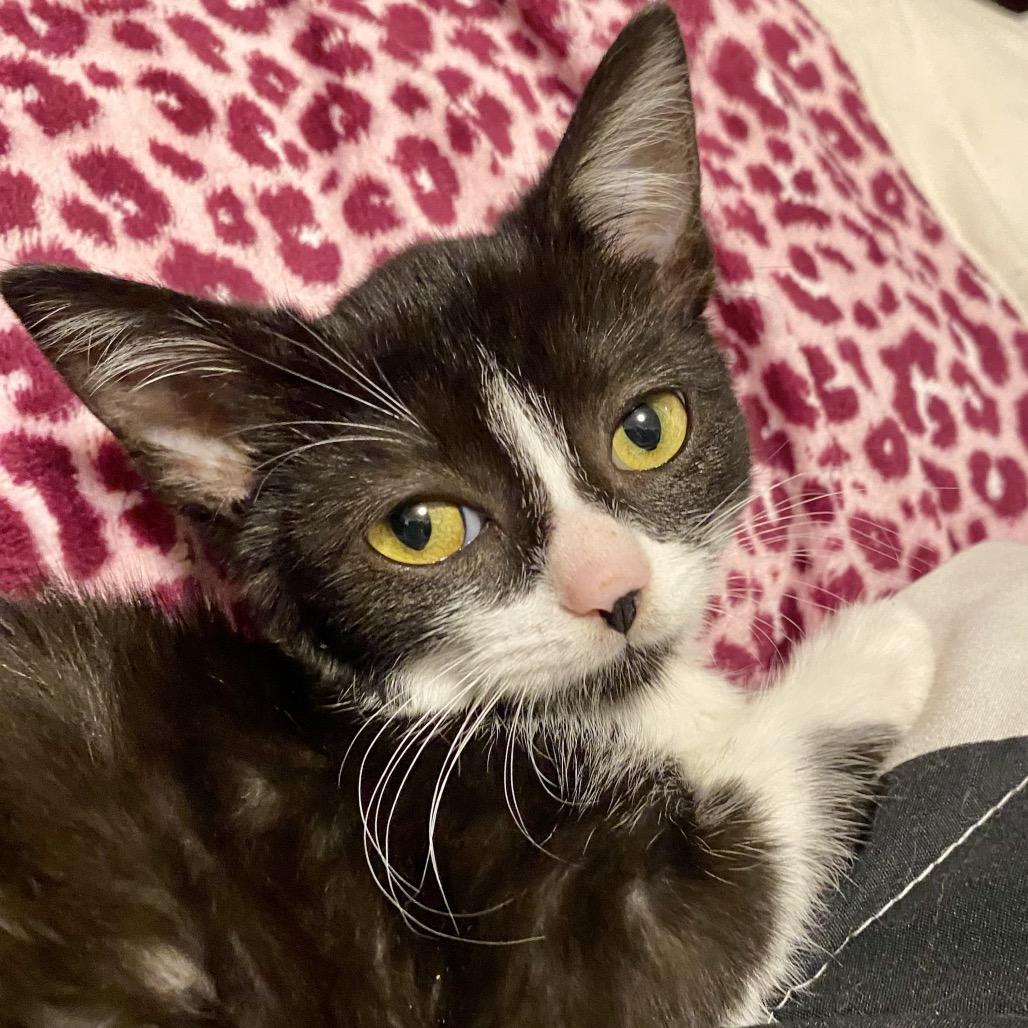 Sweet Pea, Adoptable, Kitten Female Domestic Short Hair.