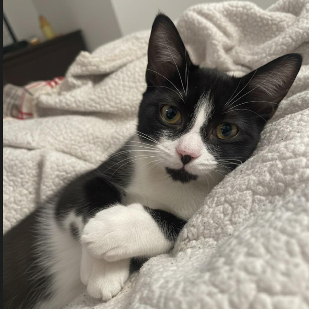 Sweet Pea, a Adoptable Domestic Short Hair in Tustin, CA image 3/3