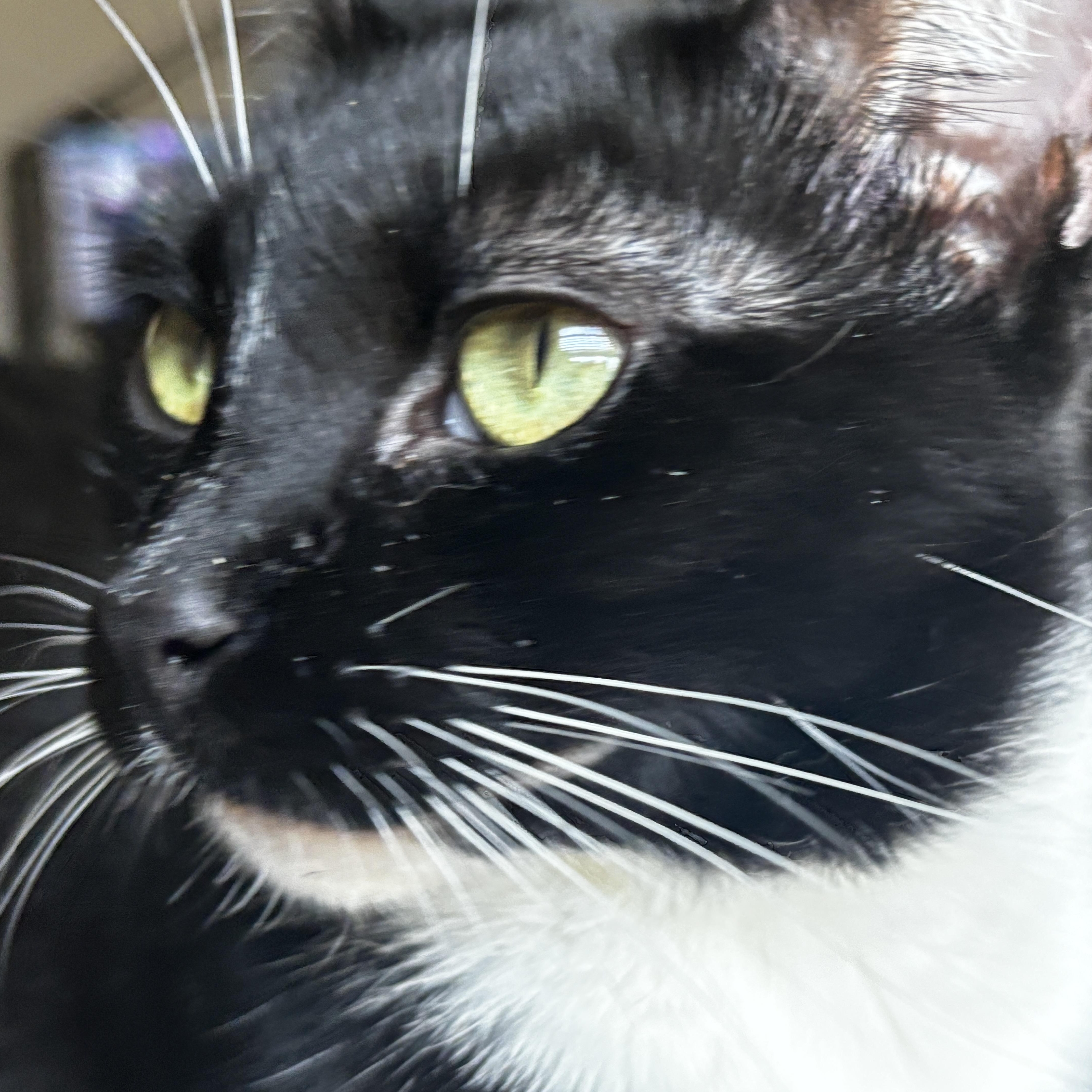 Enlarge Morgana, an adoptable Tuxedo in Boston, MA image 1/6