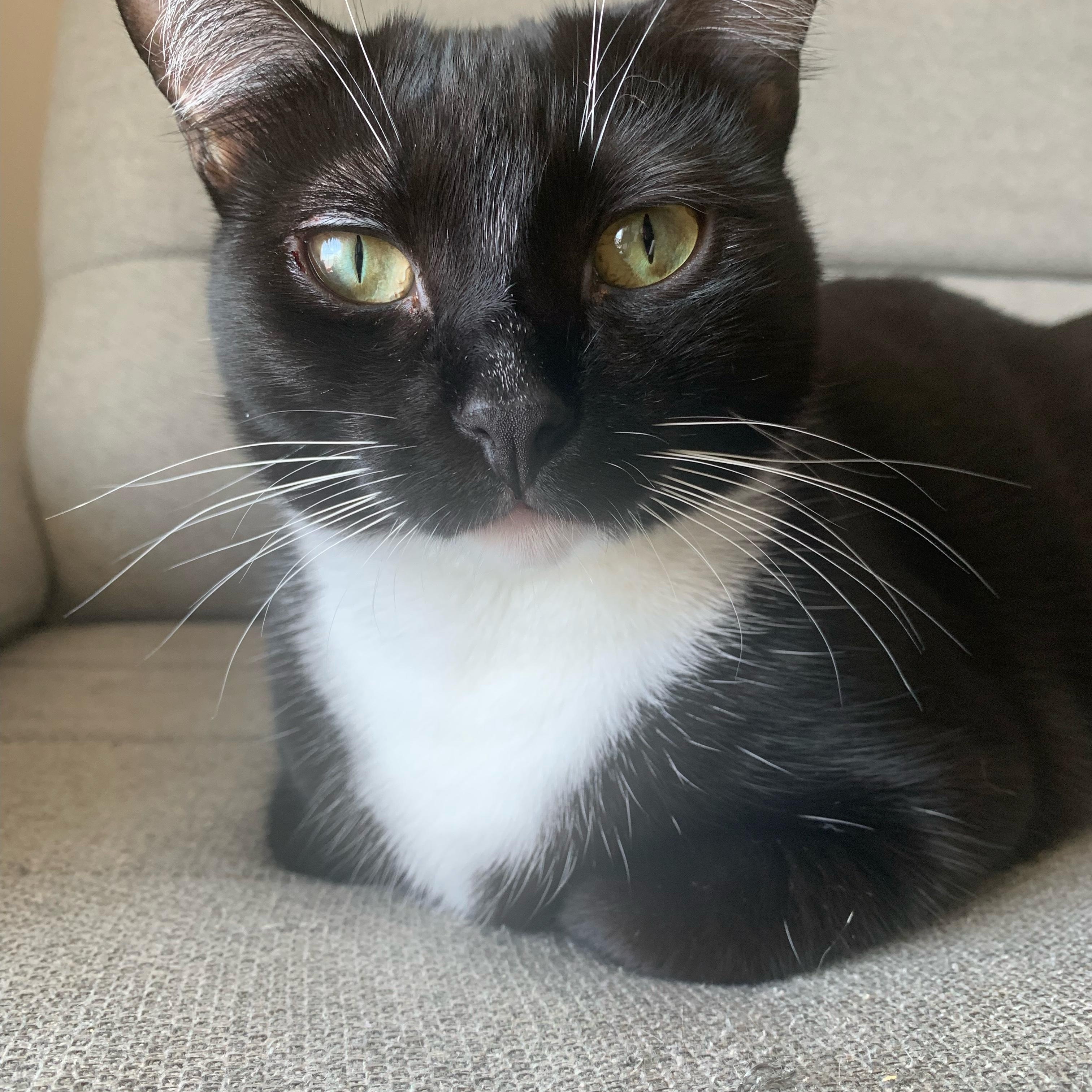 Enlarge Morgana, an adoptable Tuxedo in Boston, MA image 3/6