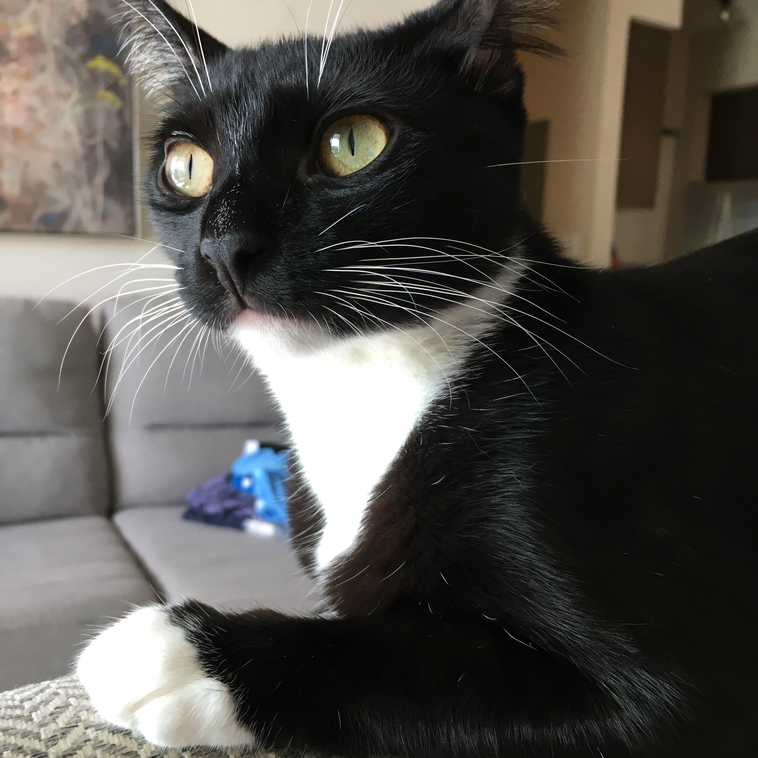 Enlarge Morgana, an adoptable Tuxedo in Boston, MA image 4/6