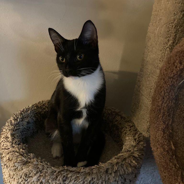 Enlarge Morgana, an adoptable Tuxedo in Boston, MA image 5/6