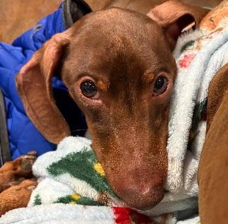 DEWEY, Adoptable, Adult Male Dachshund.