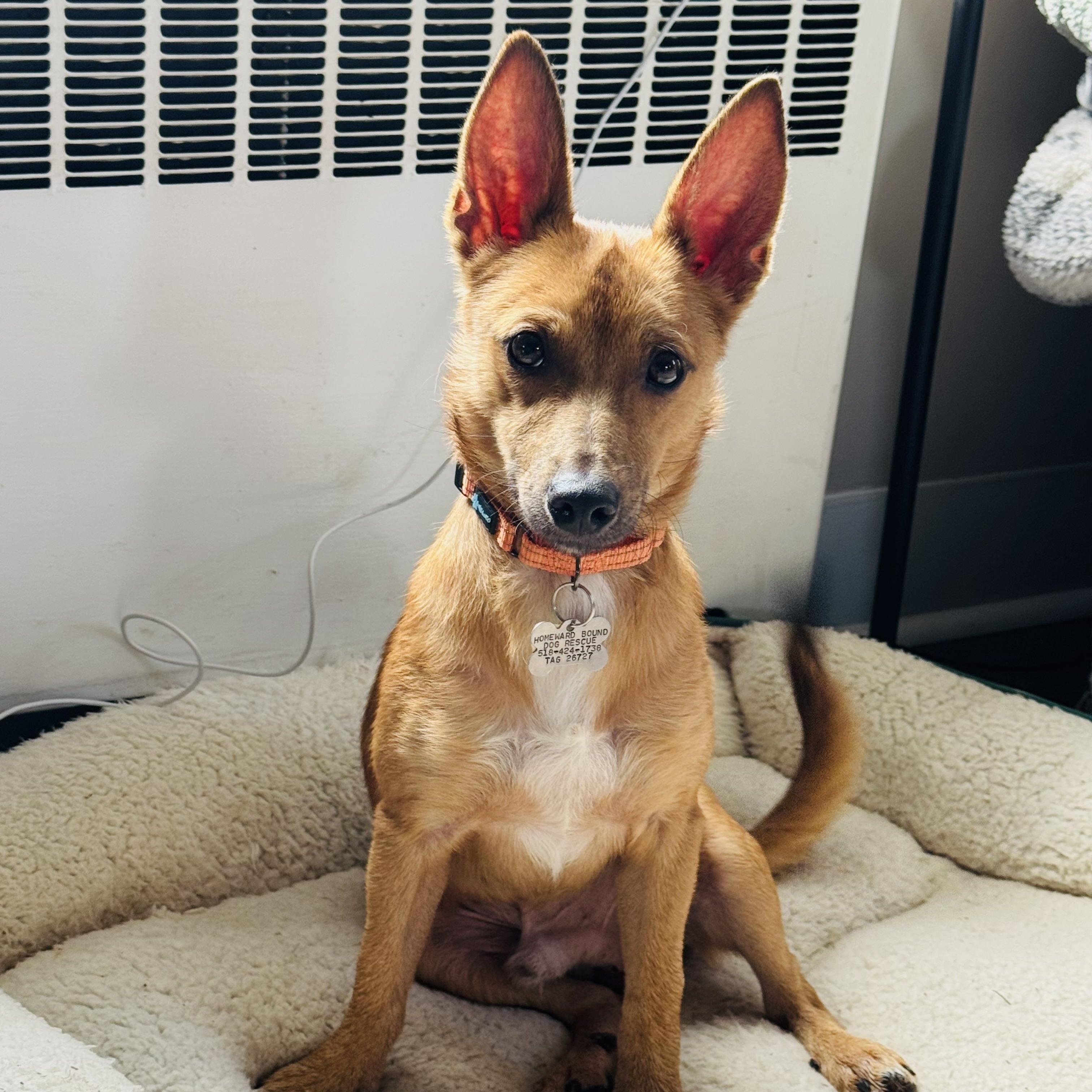 Plunk, Adopted, Young Male Terrier.