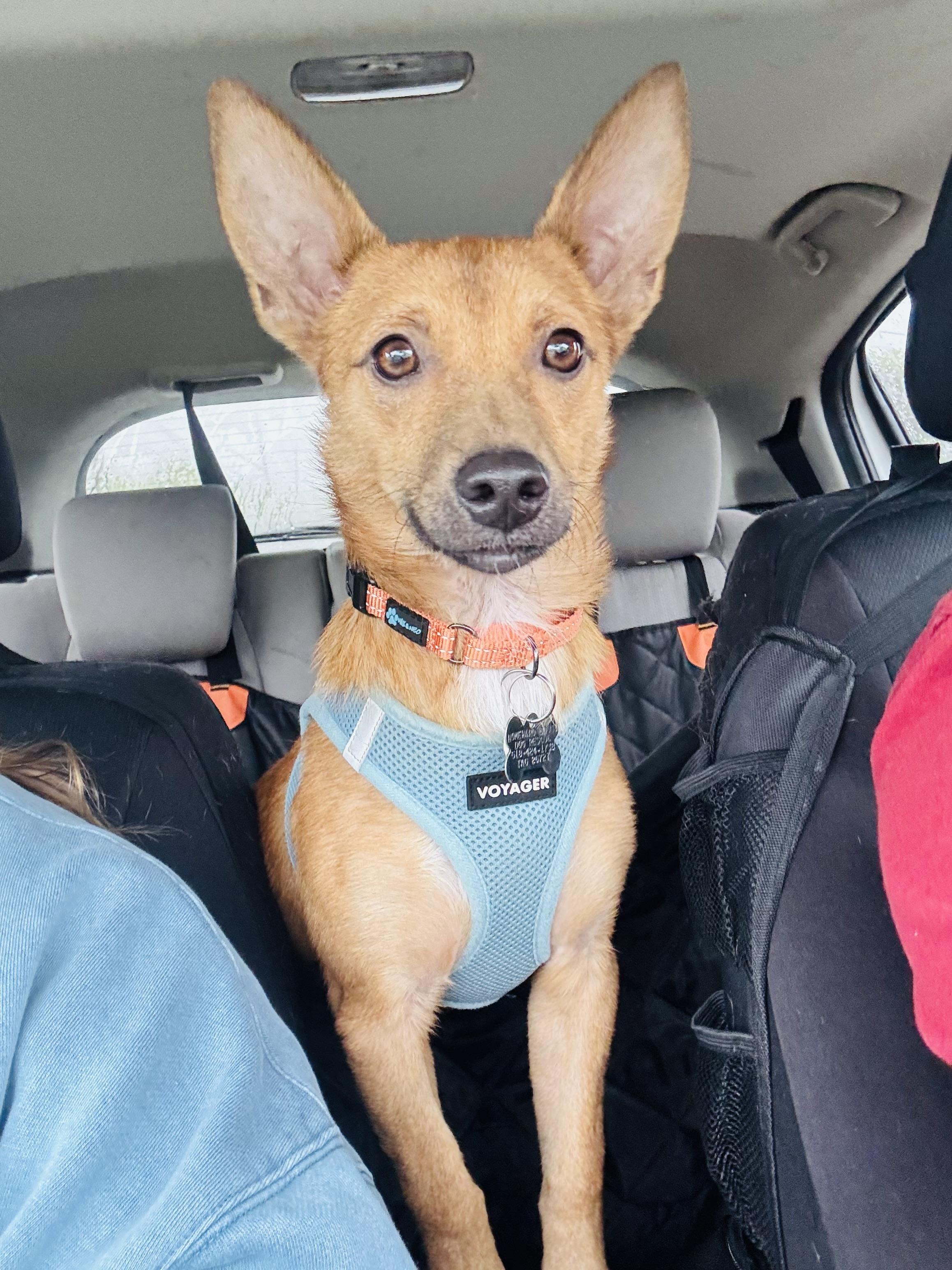 Enlarge Plunk, a Adopted mixed breed in Albany, NY image 3/6