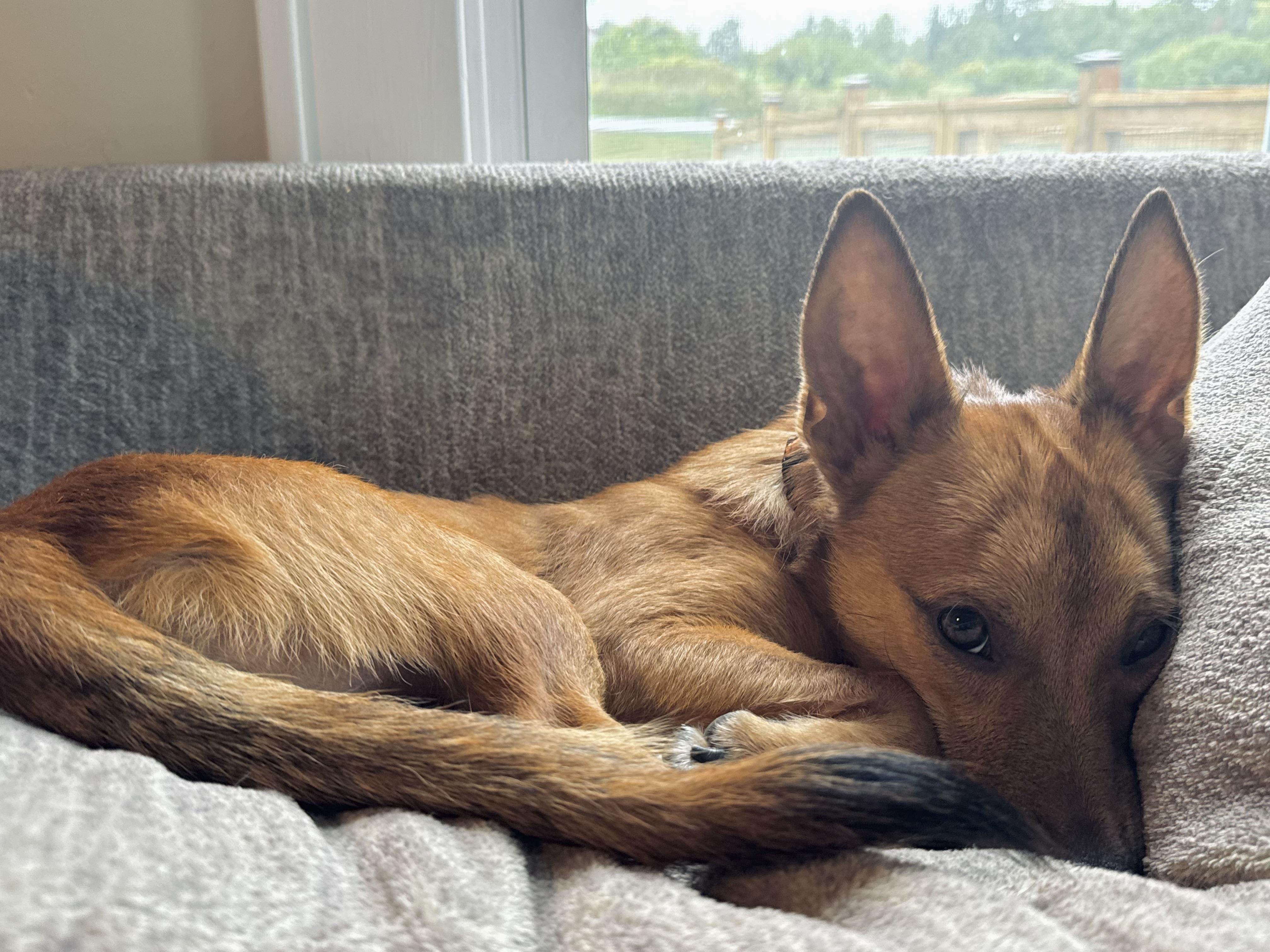 Enlarge Plunk, a Adopted mixed breed in Albany, NY image 5/6