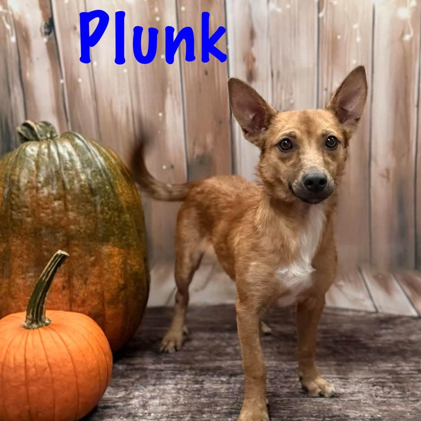Enlarge Plunk, a Adopted mixed breed in Albany, NY image 6/6