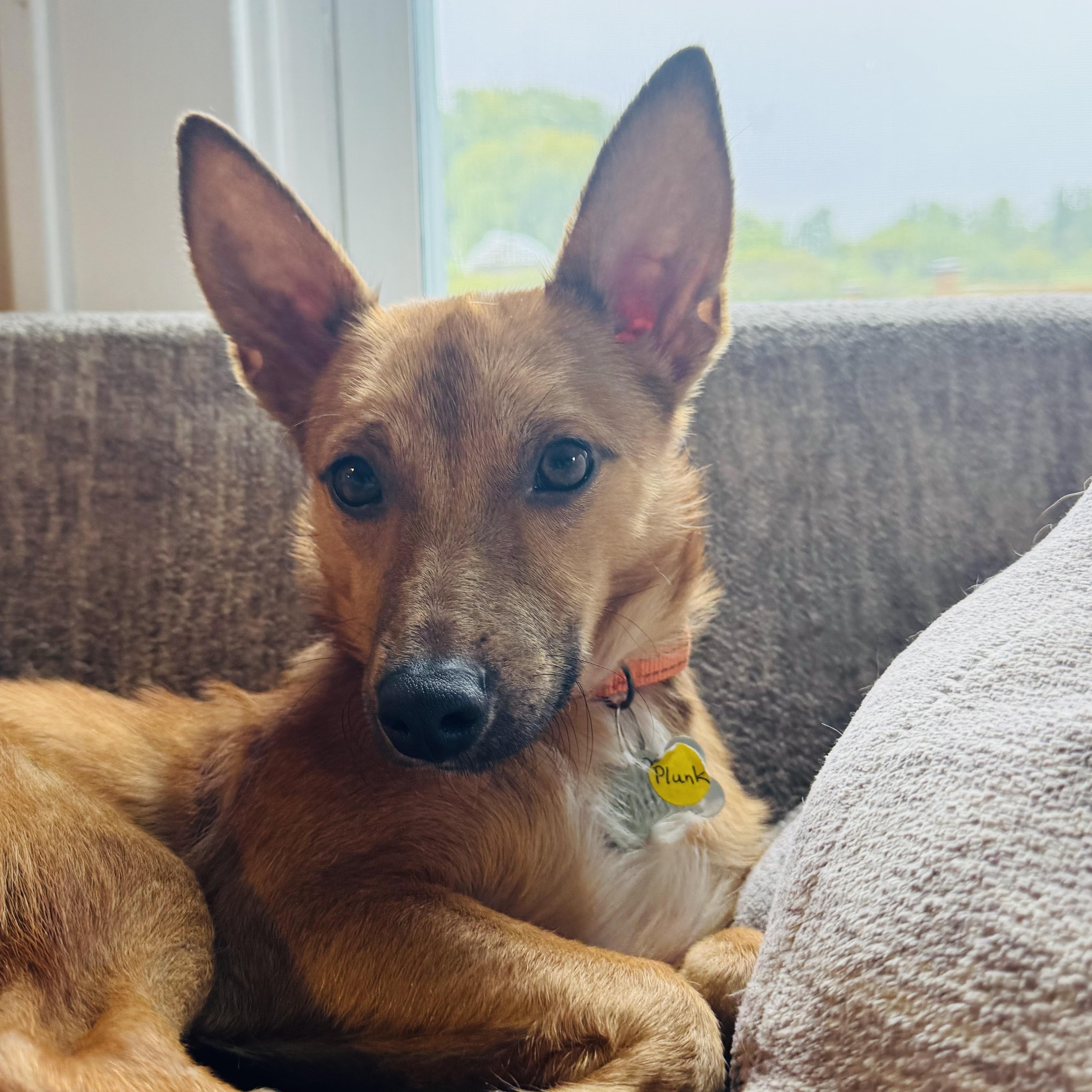 Enlarge Plunk, a Adopted mixed breed in Albany, NY image 2/6
