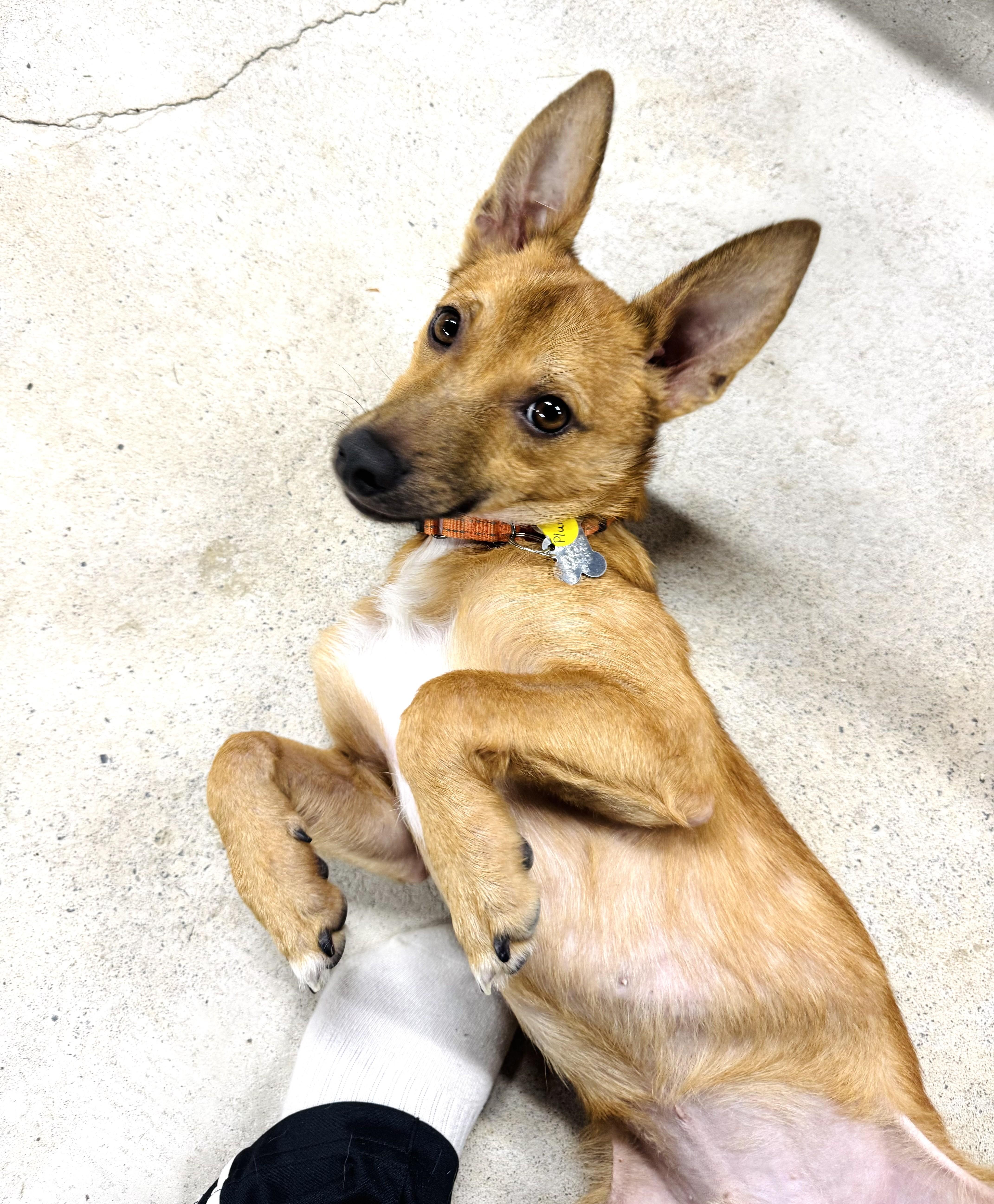 Enlarge Plunk, a Adopted mixed breed in Albany, NY image 4/6