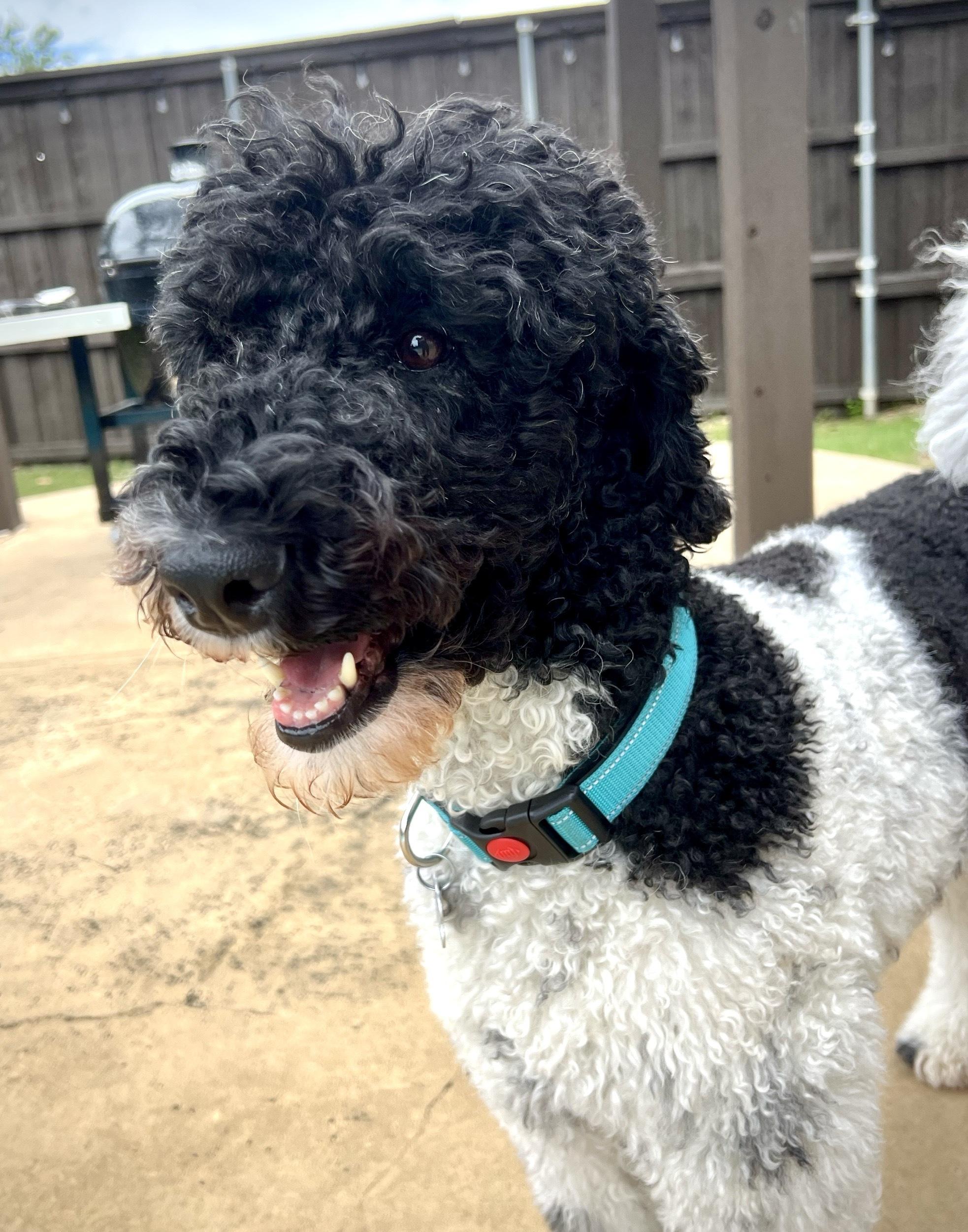 Enlarge Novastar, a Adoptable mixed breed in Garland, TX image 2/6