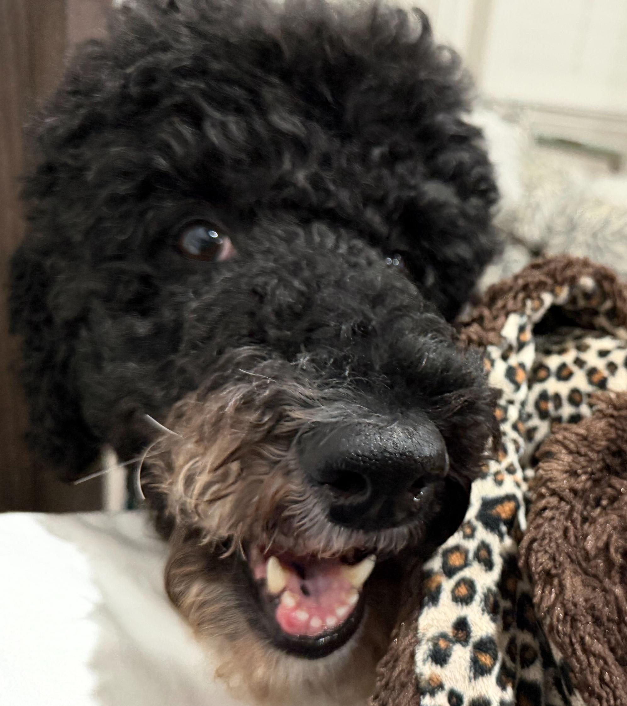 Novastar, Adoptable, Adult Female Poodle.