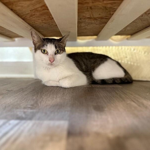 Strawberry Cookie — thumbnail 5