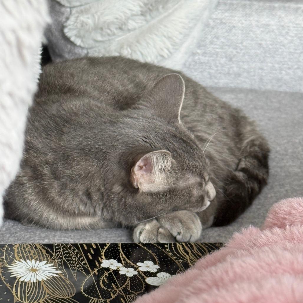 Sophie — thumbnail 2