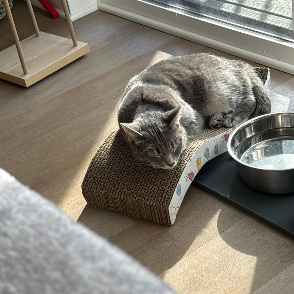 Sophie — thumbnail 3