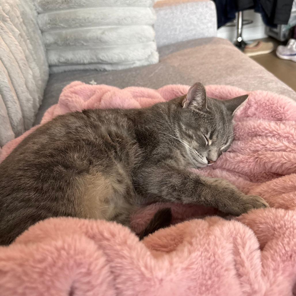 Sophie — thumbnail 4