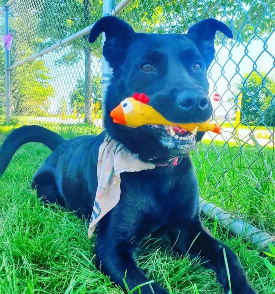 Frannie (20231109-01), an adoptable Black Labrador Retriever in Welland, ON, L3B 3X4 | Photo Image 6