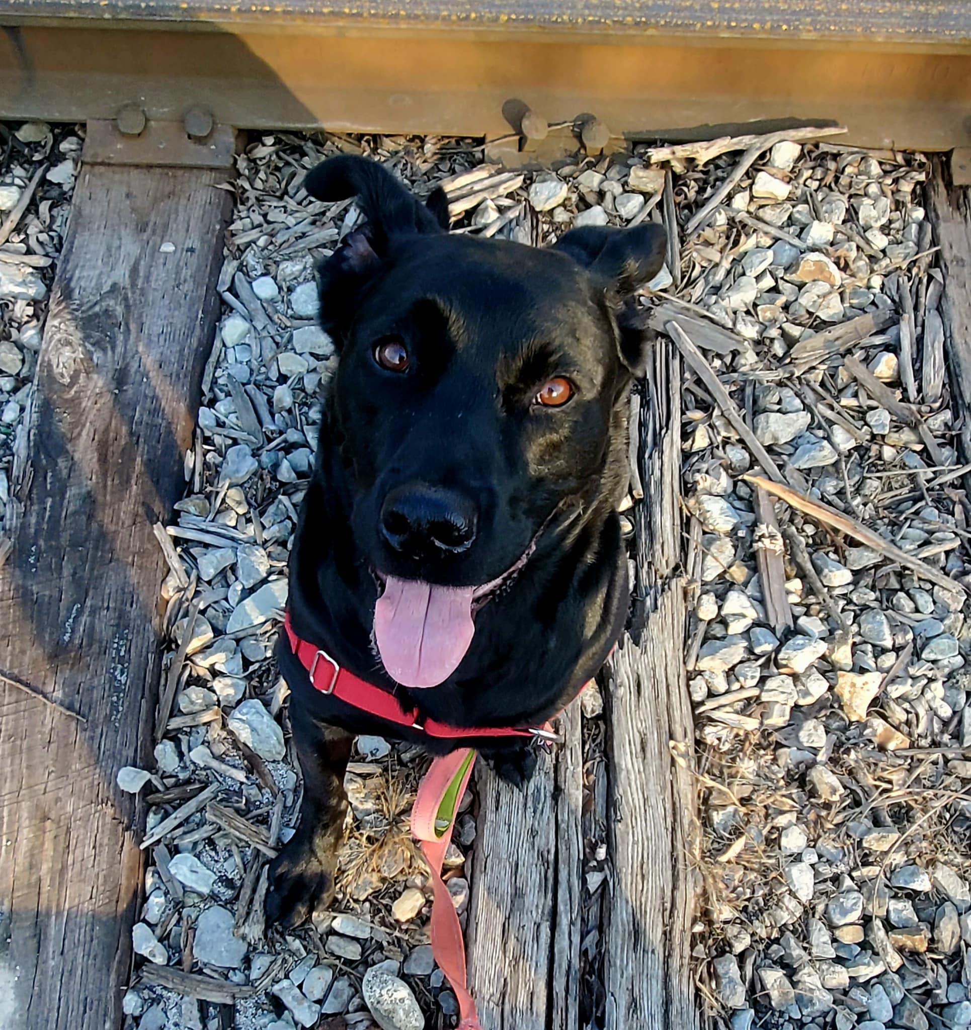 Frannie (20231109-01), an adoptable Black Labrador Retriever in Welland, ON, L3B 3X4 | Photo Image 1