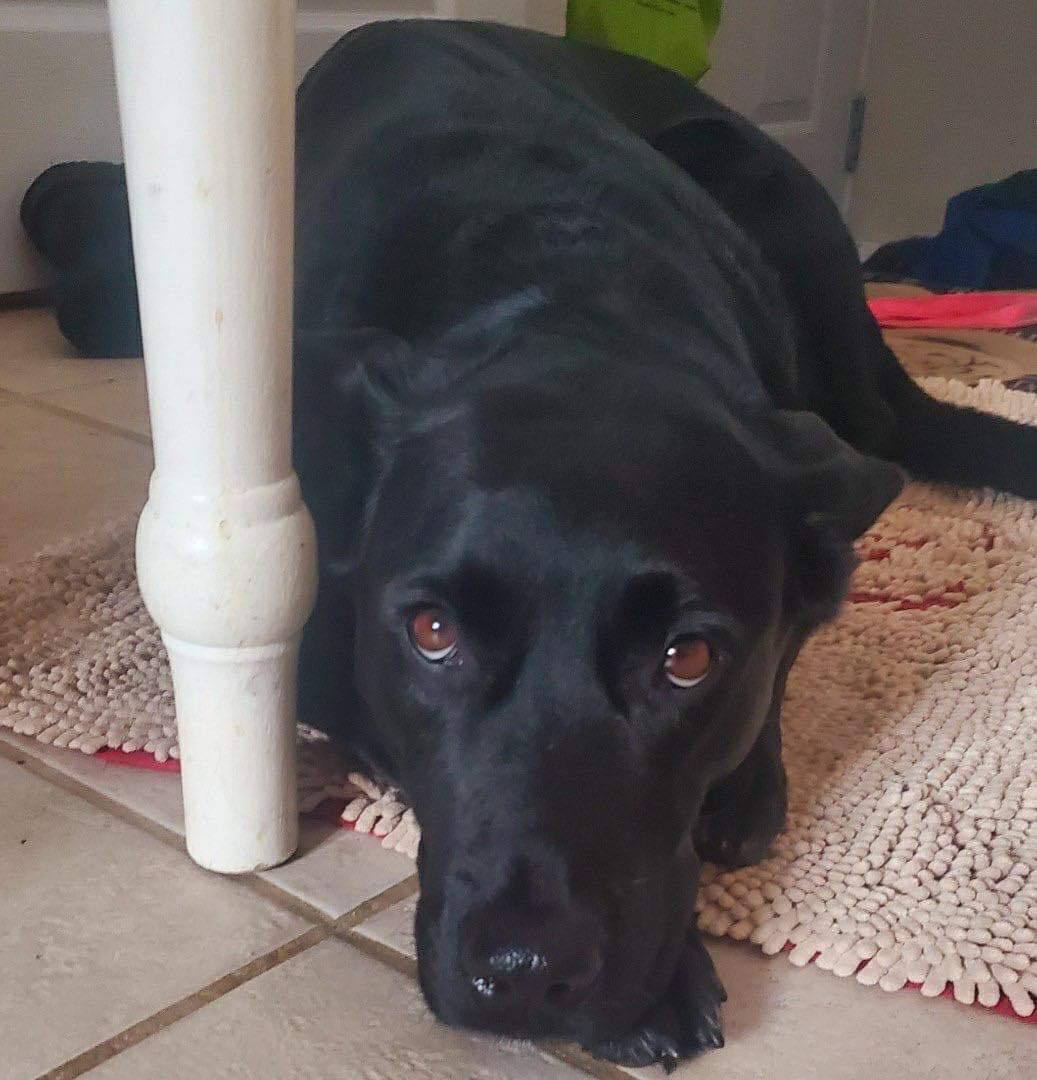 Frannie (20231109-01), a Adoptable mixed breed in Welland, ON image 3/6