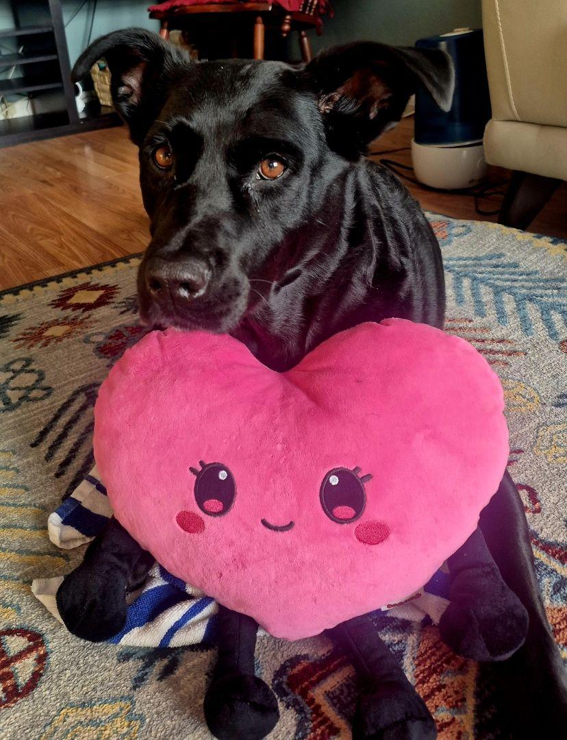 Frannie (20231109-01), Adoptable, Adult Female Black Labrador Retriever.