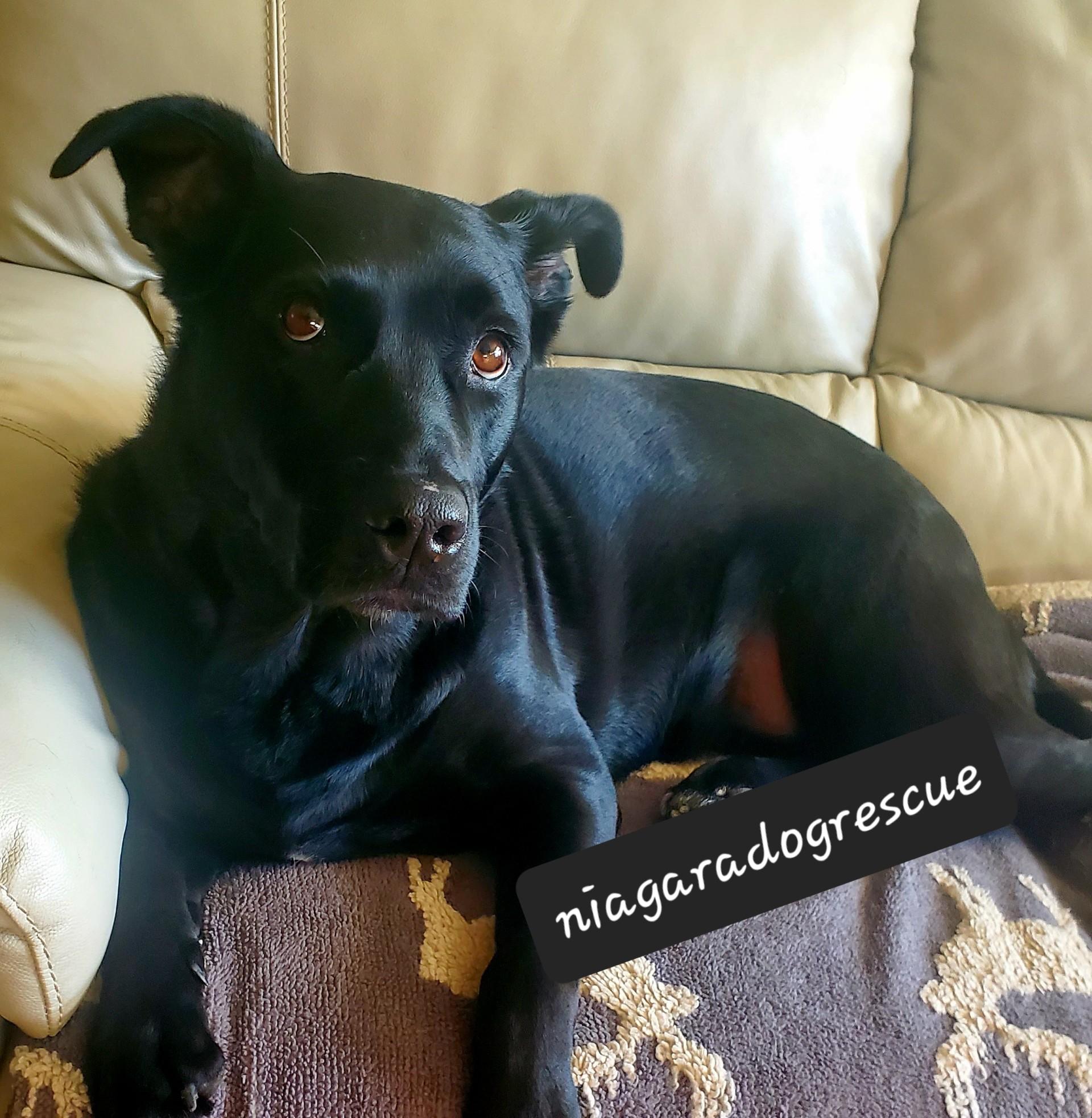 Frannie (20231109-01), a Adoptable mixed breed in Welland, ON image 5/6