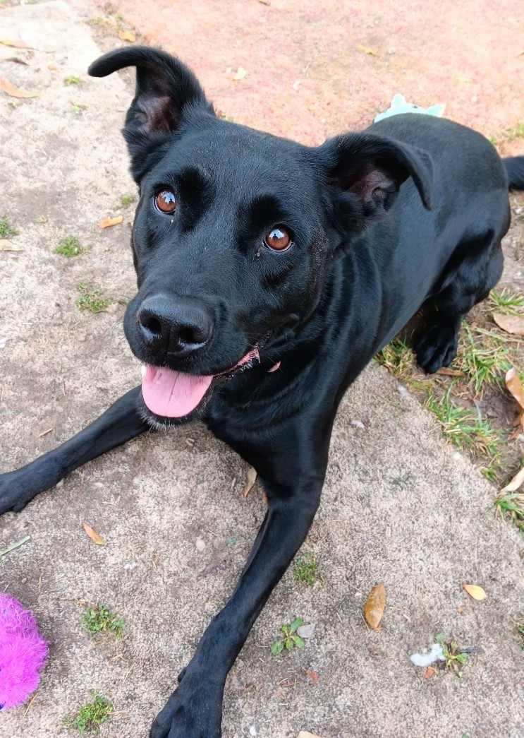 Frannie (20231109-01), a Adoptable mixed breed in Welland, ON image 6/6