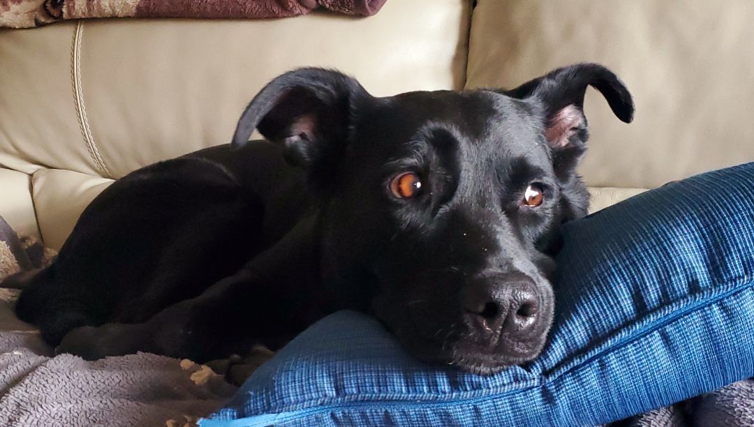 Frannie (20231109-01), a Adoptable mixed breed in Welland, ON image 4/6