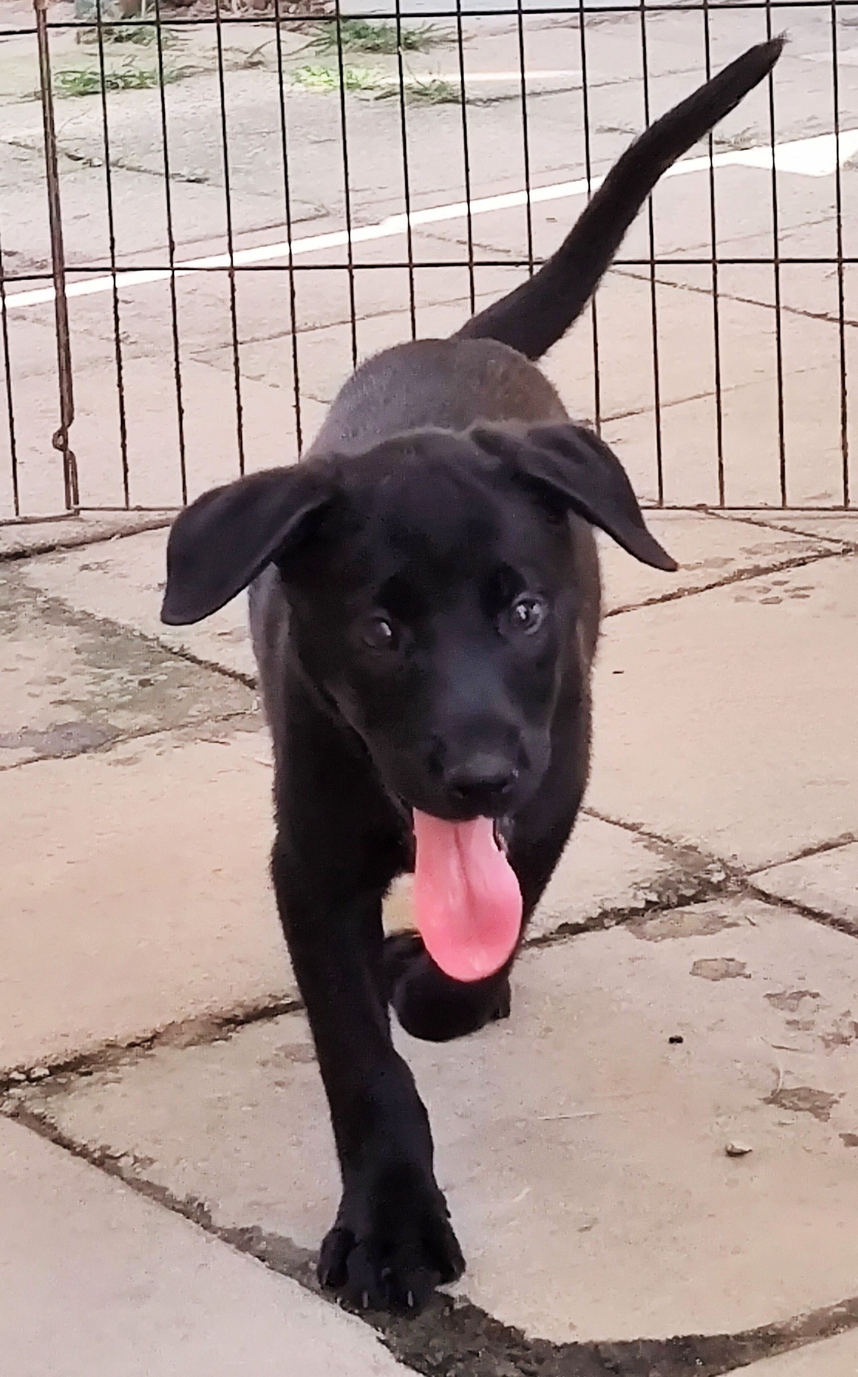 Darcy, Adopted, Puppy Female Labrador Retriever.