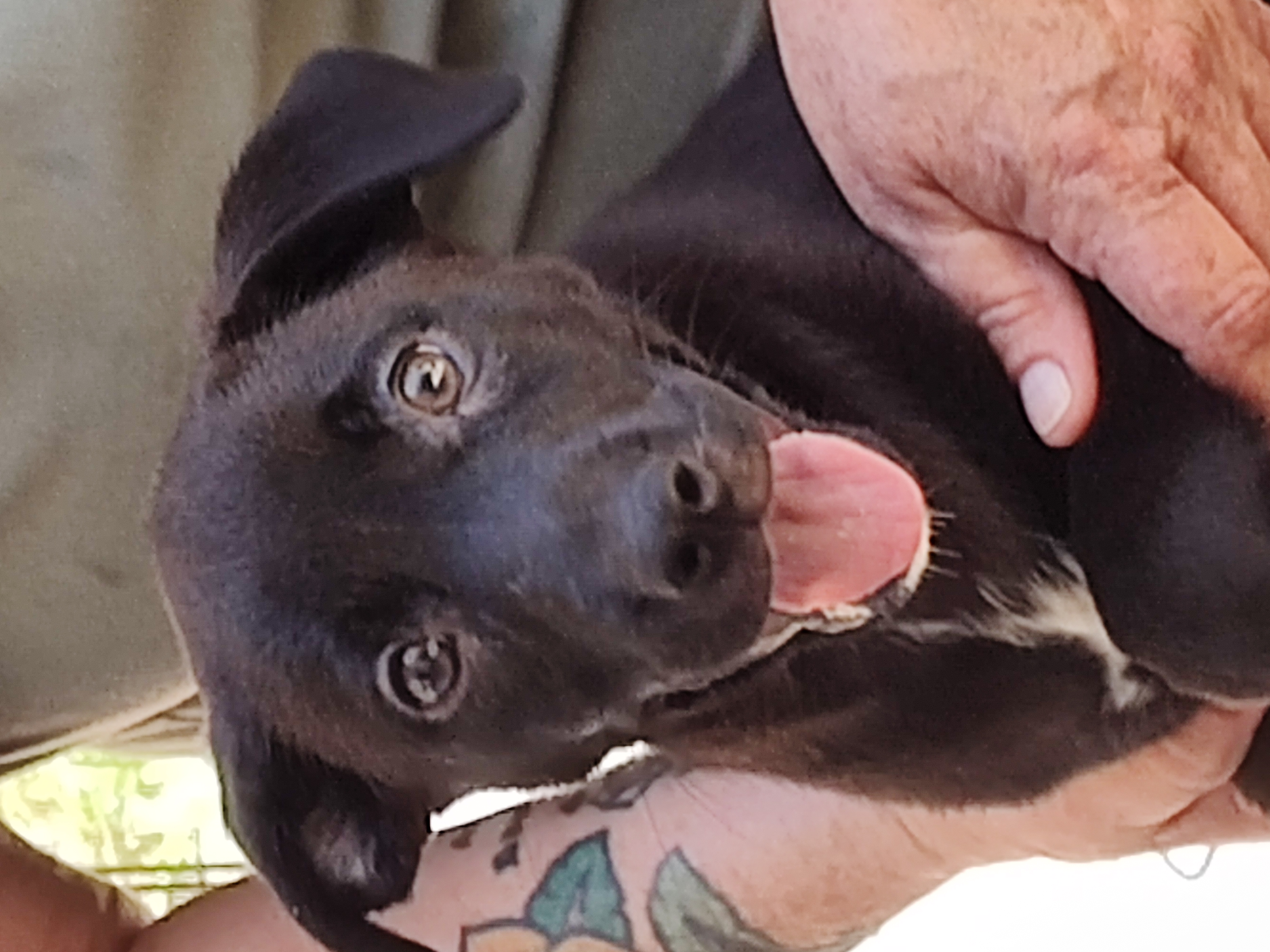 Enlarge Darcy, a Adopted Labrador Retriever in Siler City, NC image 2/2